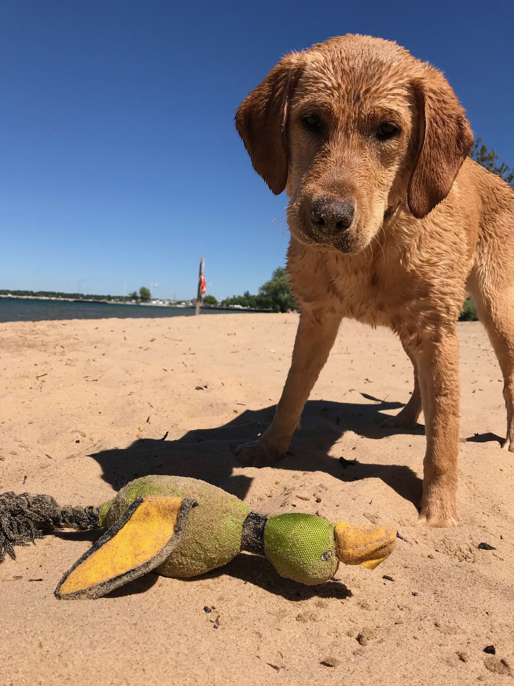 A wet dog on the beach standing over a well-loved duck toy