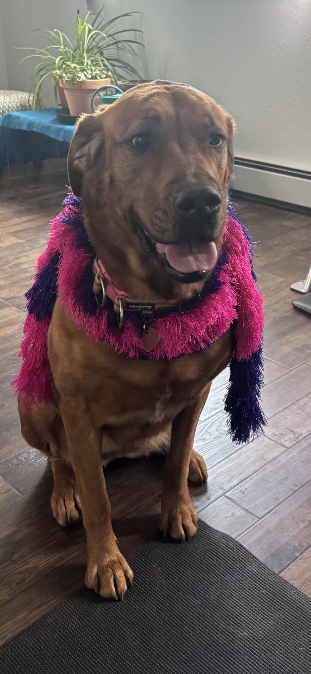 A lab wearing a pink feather boa, sitting proudly