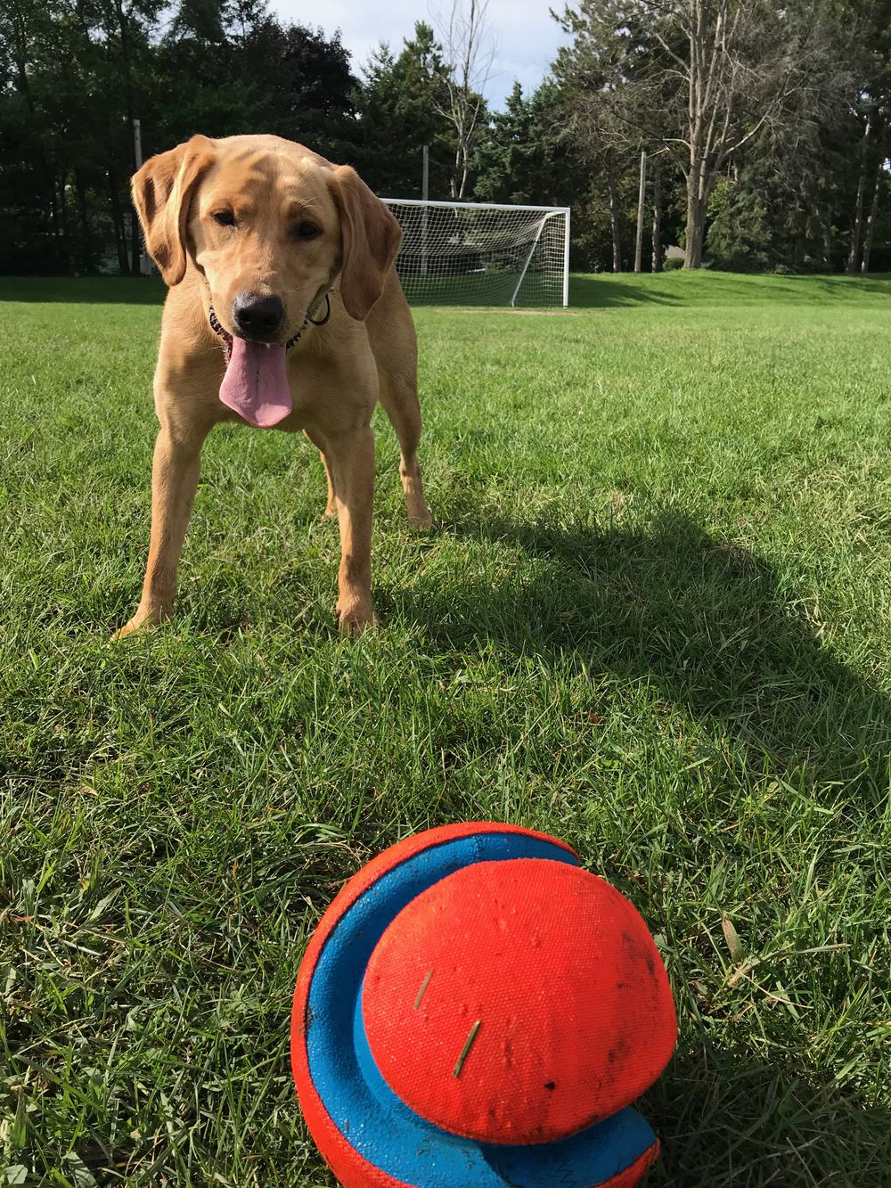 A lab on a grassy field ready to pounce on a fetch toy