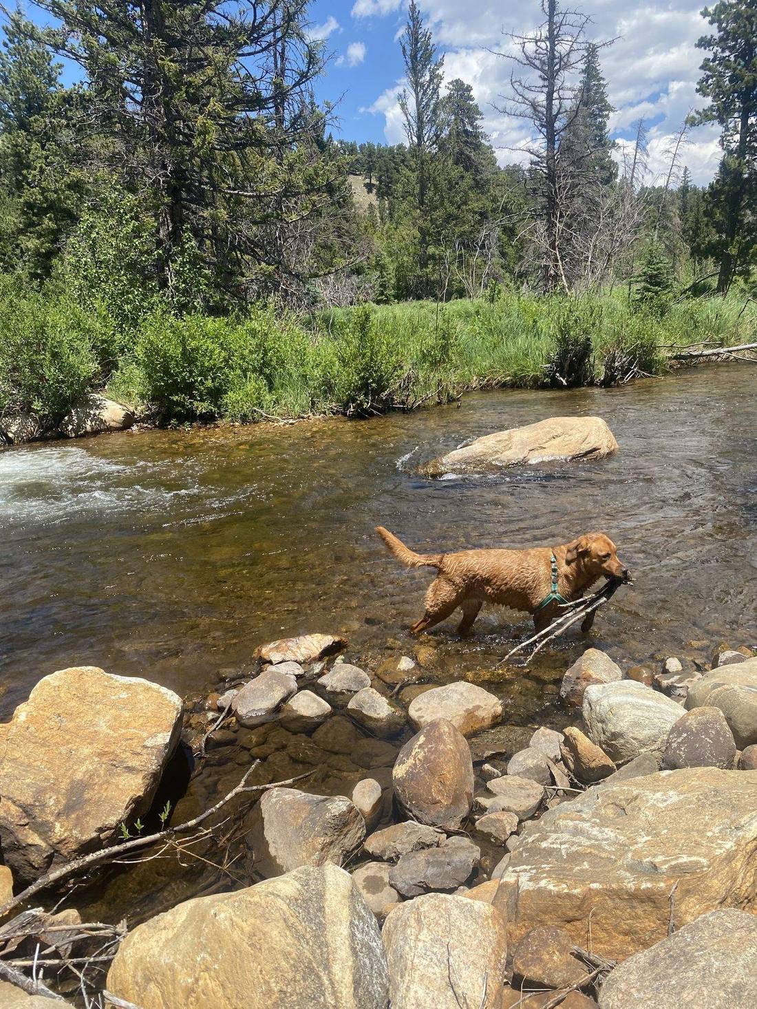 A dog picking its way across a rocky mountain creek