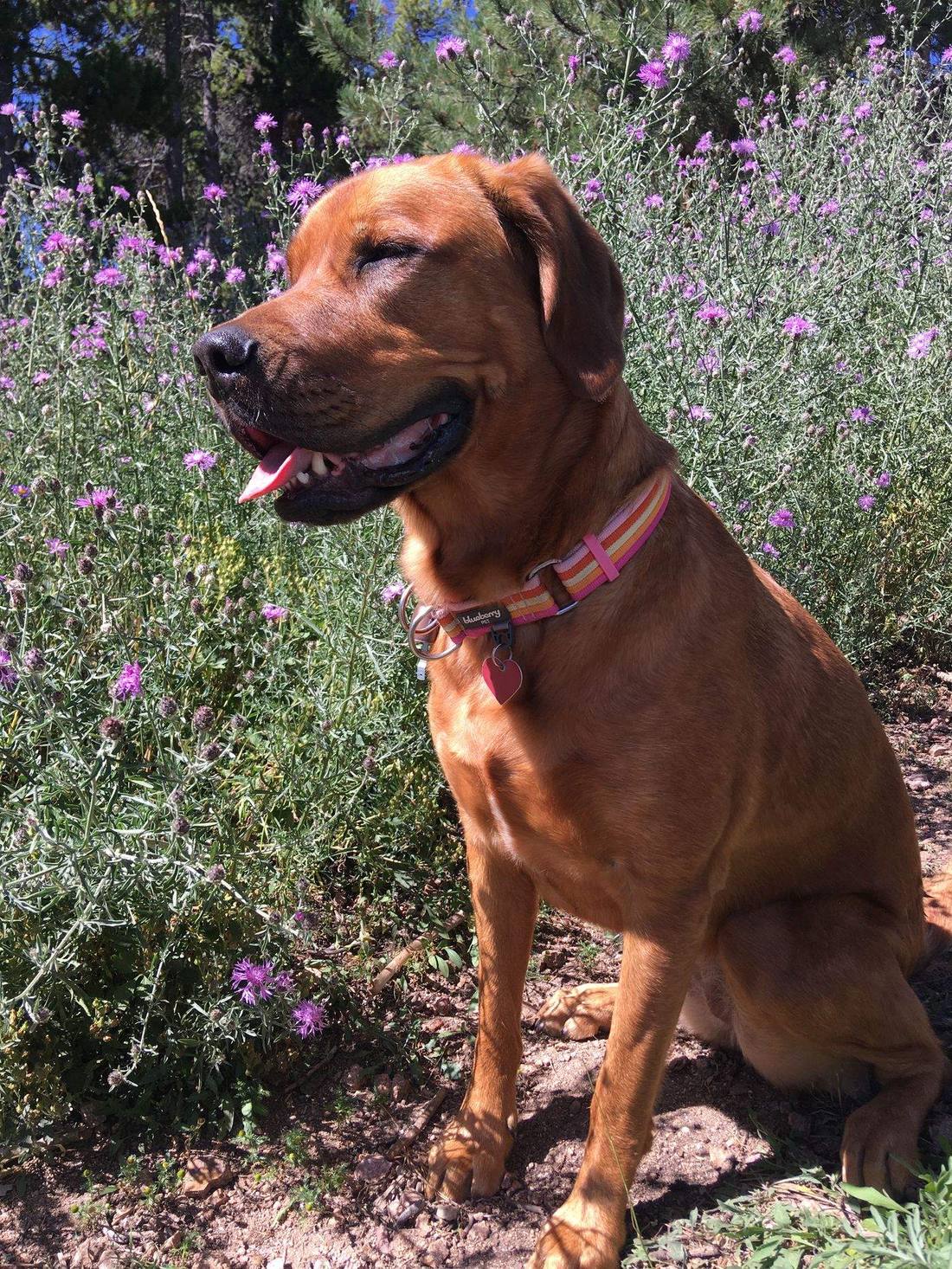 A red lab sitting contentedly among mountain wildflowers