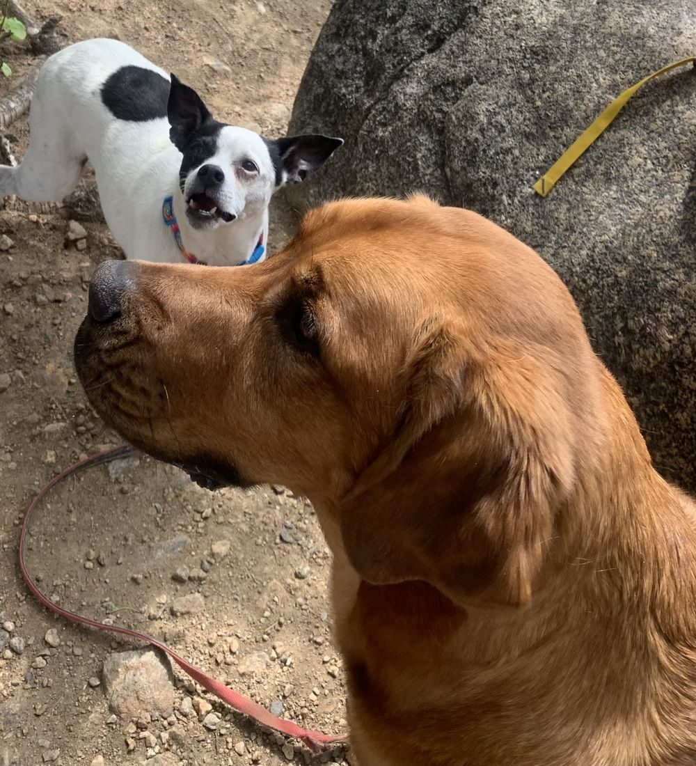 Two dogs pausing together on a granite boulder