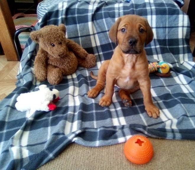A red lab puppy on a plaid blanket with toys