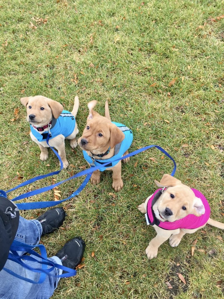 Three lab puppies in training vests, sitting on lead