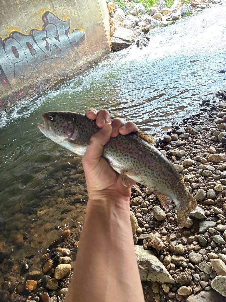 A rainbow trout held streamside