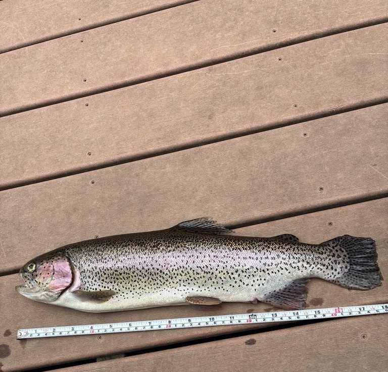 A rainbow trout measured on the dock