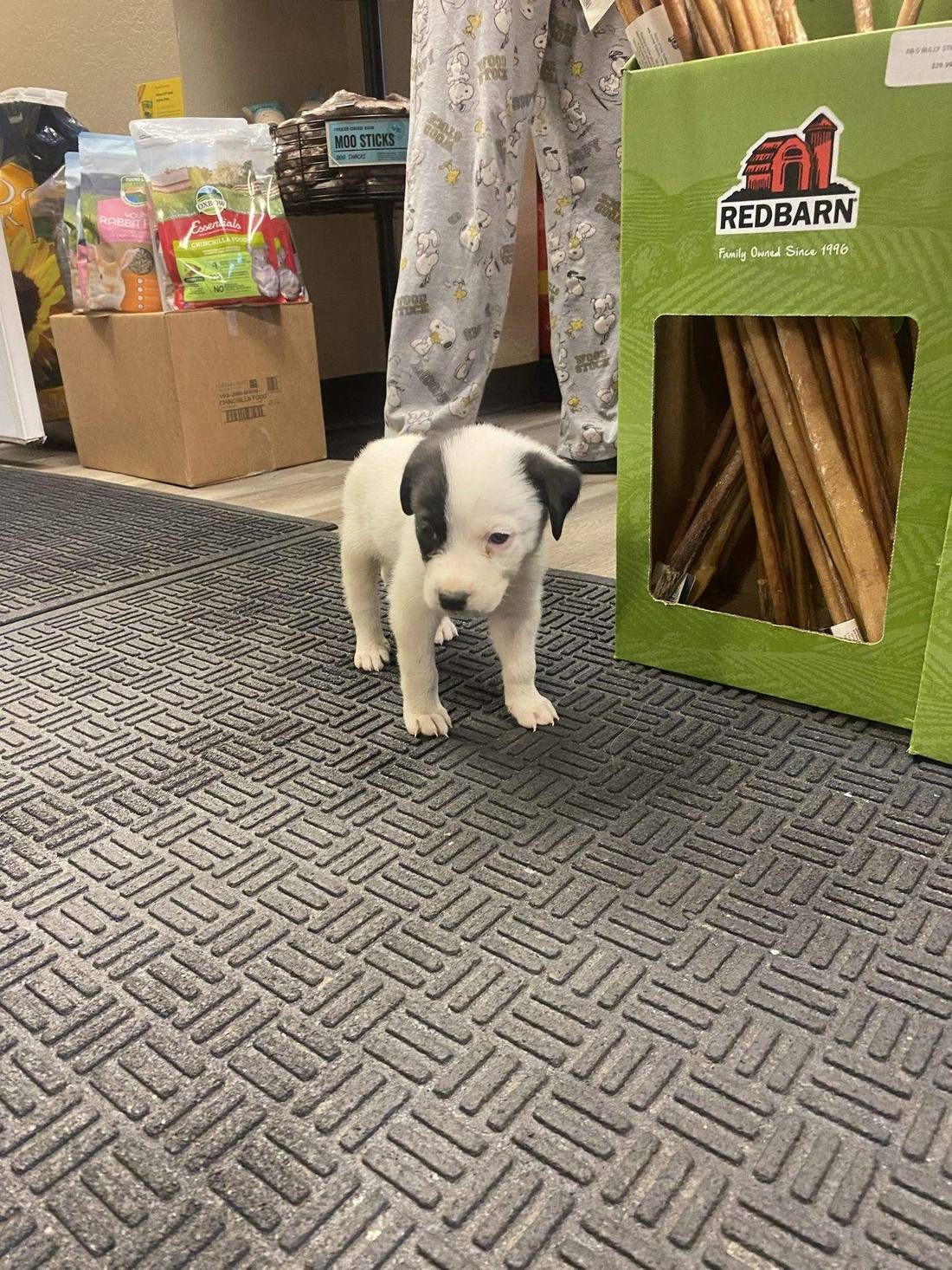 A puppy inspecting bully sticks in the aisle