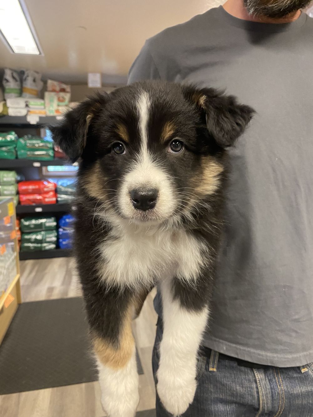 An Australian Shepherd puppy visiting the store aisle