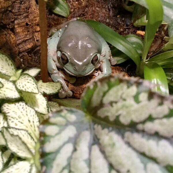 A White's tree frog among the plants in a terrarium at Peak Pet Supply